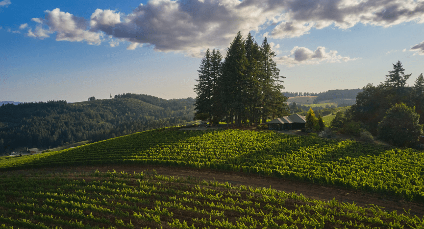 Alexander Valley