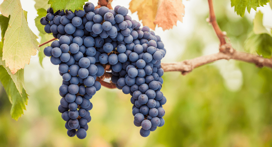 Californisk Pinot Noir: Druen med Elegance og Karakter