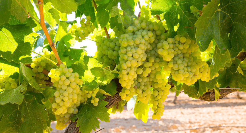 Californisk Chardonnay: Californiens Gyldne Drue
