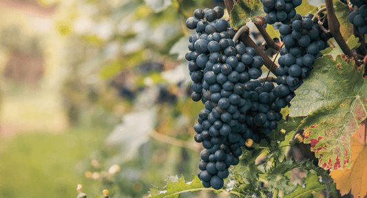 Cabernet Sauvignon: En Amerikansk Signaturdrue